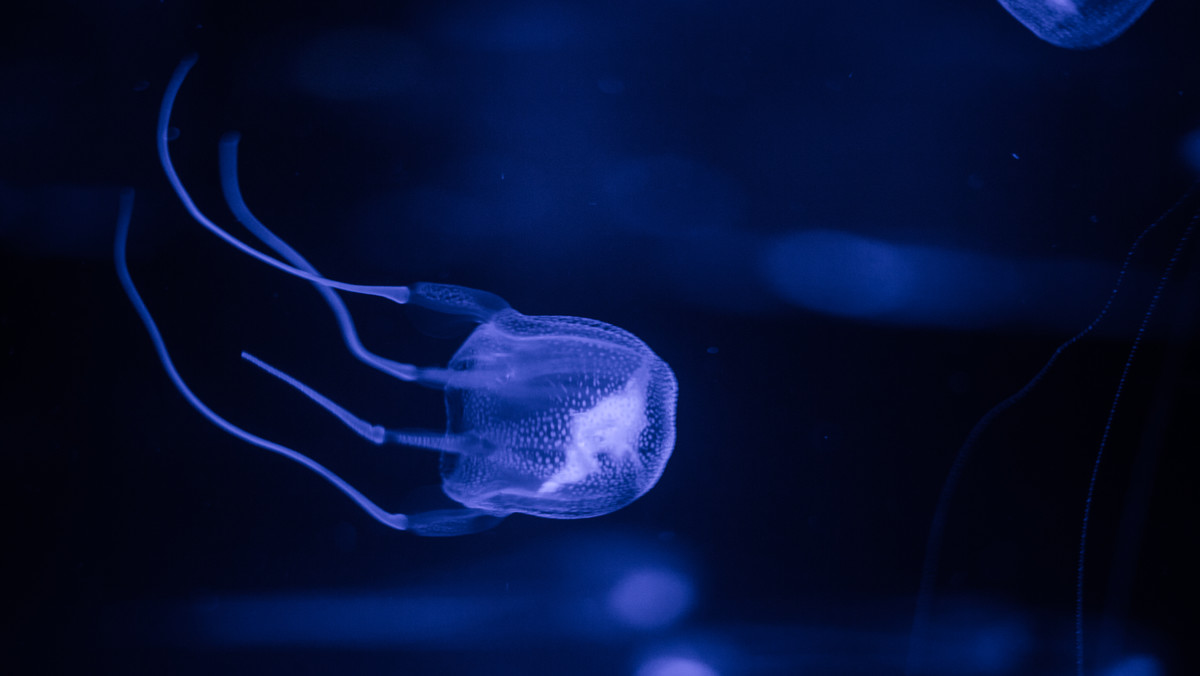 Australia. Nastolatek zmarł po ukąszeniu przez meduzę 