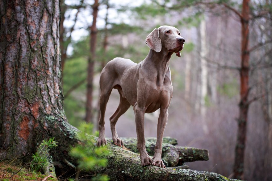 Weimaraner - DragoNika/stock.adobe.com