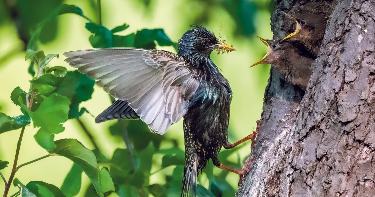 Ten ptak bywa uważany za szkodnika. A jest bardzo pożyteczny