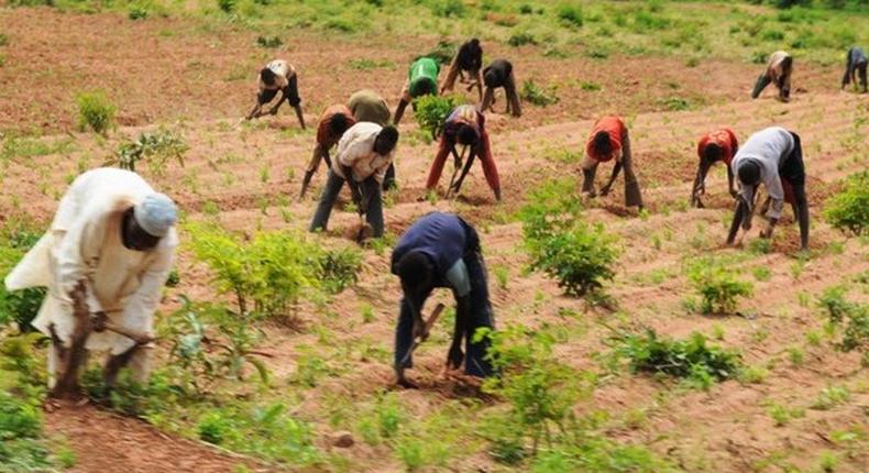 600 farmers to benefit from FG’s potato value chain programme in Niger (Prime Business Africa)