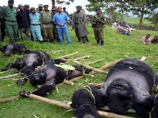 CONGO DEAD GORILLAS