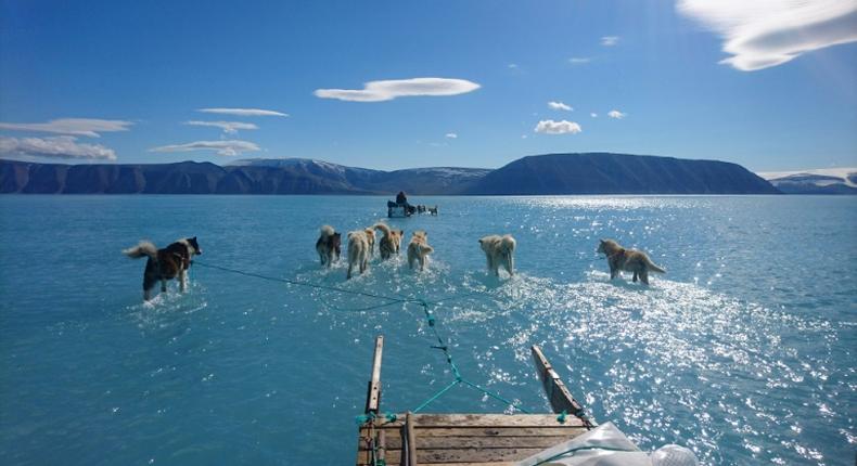 Sled dogs wade through water on melting sea ice during an expedition in North Western Greenland, as shown in this June 13, 2019 image by Steffen Olsen of the Centre for Ocean and Ice at the Danish Meteoroligical Institute