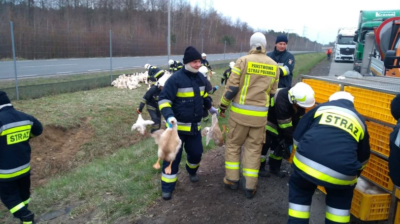 Wypadek ciężarówki z kaczkami na S8