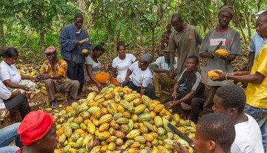 Cocoa farmers in Ghana to receive monthly pension payments from age 65