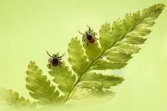 Jak najszybciej pozbądź się ich z ogrodu. Te rośliny przyciągają kleszcze