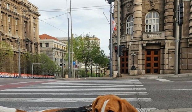 Nestala ženka bigla, Azra