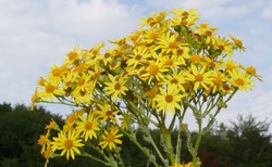 Starzec Jakubek szkodzi, a nie leczy. Lasy Państwowe ostrzegają przed tą rośliną