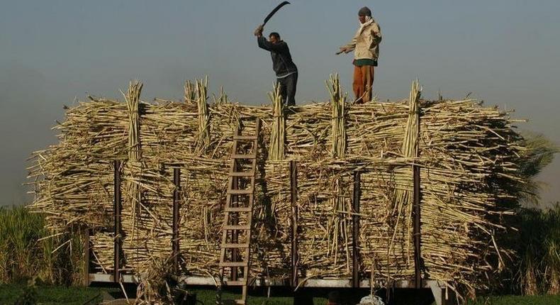 Farmers pack sugar cane in the southern Egyptian town of Nagaa Hamady , file. 