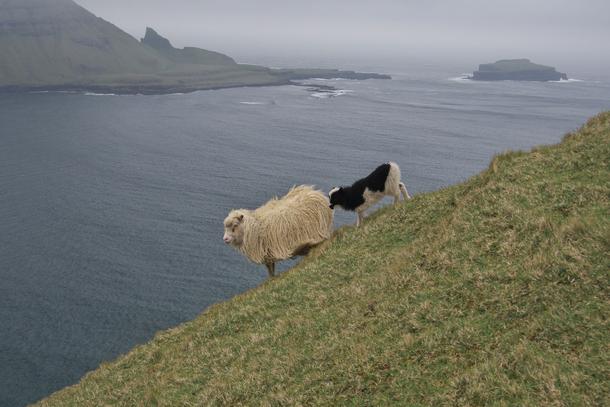 Owce na tle Atlantyku (Wyspy Owcze)