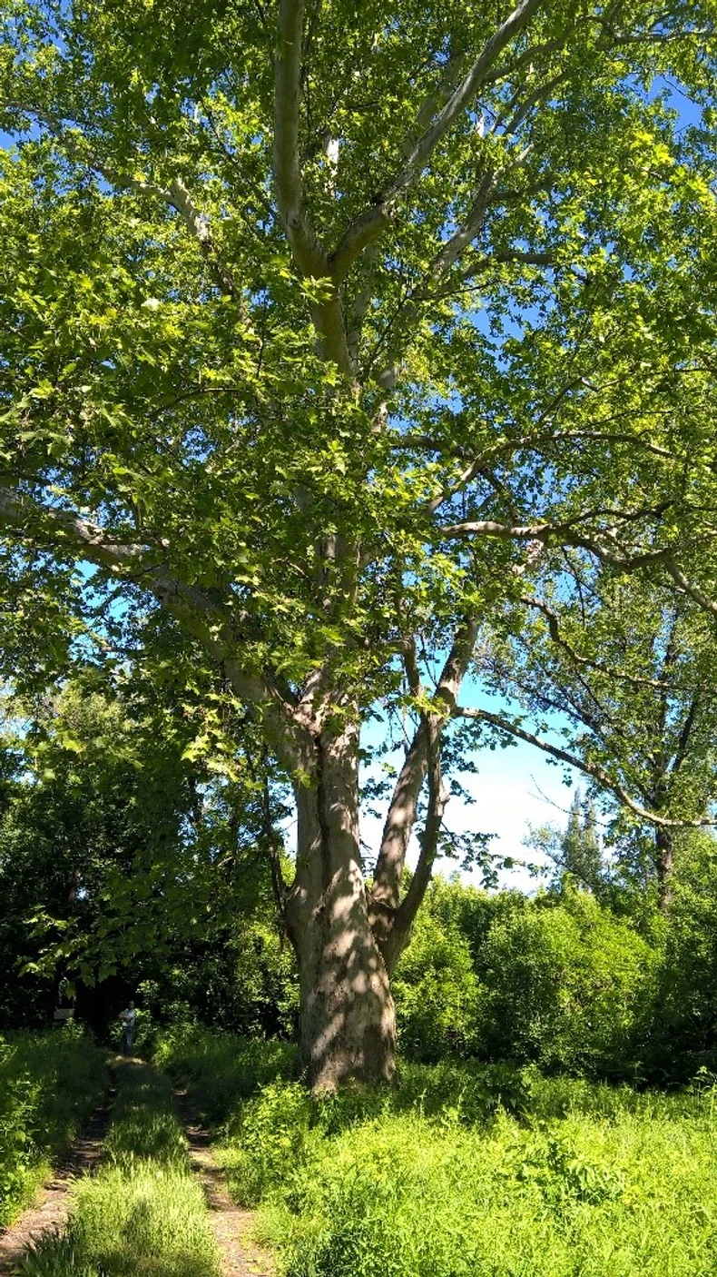 Američki platan na Sajlovu