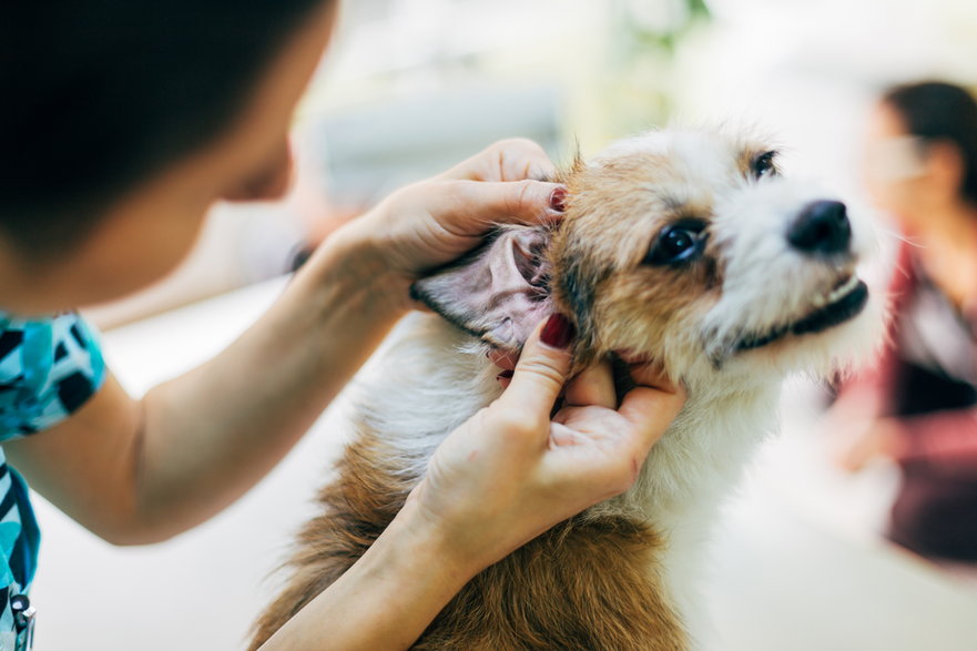 Brak higieny uszu może spowodować infekcje - ShutterDivision/stock.adobe.com