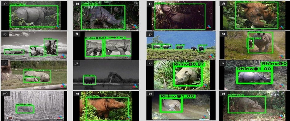 Rys 1 Wykrywacz nosorożców działający na kamerze Wildeyes AI