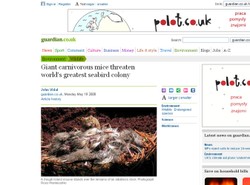 Drapieżne myszy, które zjedzą kota