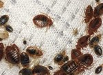 Since bed bugs are currently taking over Paris, how deadly are they?