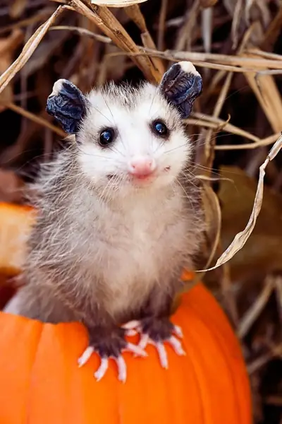 cute-possums-31__700