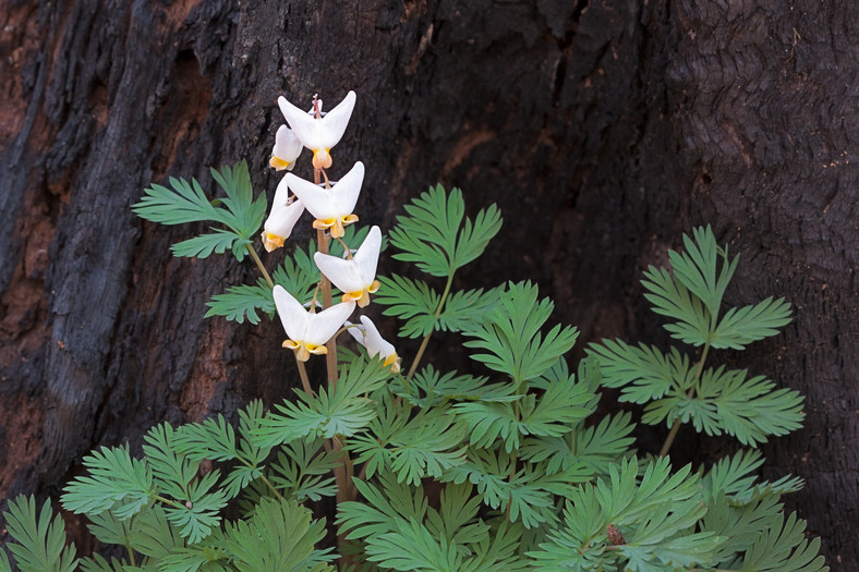 Serduszka kapturkowate (Dicentra cucullaria)