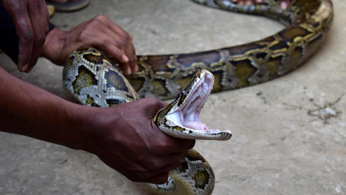 душить змею