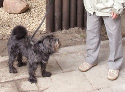 W Łodzi psy nie mają prawa szczeknąć