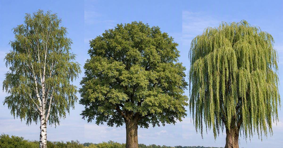 Wybierz jedno drzewo. Ta decyzja obnaża twoje ukryte lęki