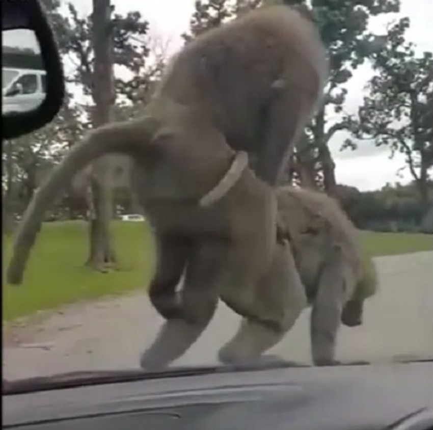 Majmuni se parili na haubi automobila
