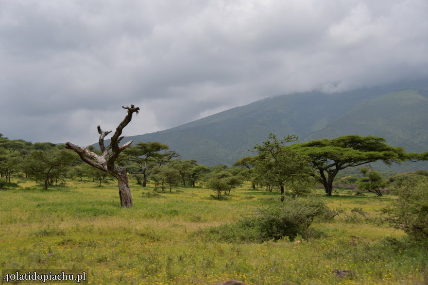 Nasze bociany i ich afrykańscy sąsiedzi podczas zimowania w kraterze Ngorongoro