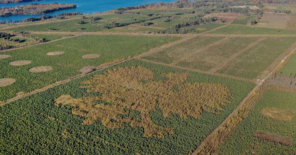 "Leśny orzeł" na Kaszubach coraz bardziej majestatyczny. Trzeba to zobaczyć na własne oczy