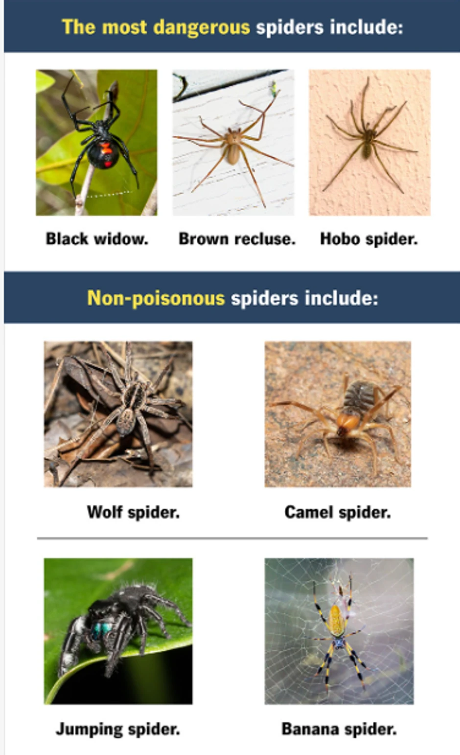 Crna udovica i smeđi pustinjak imaju najjače otrove, zbog čega njihovi ujedi nose rizik od alergijske reakcije