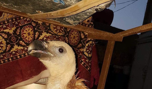 Oteti beloglavi sup Sadam