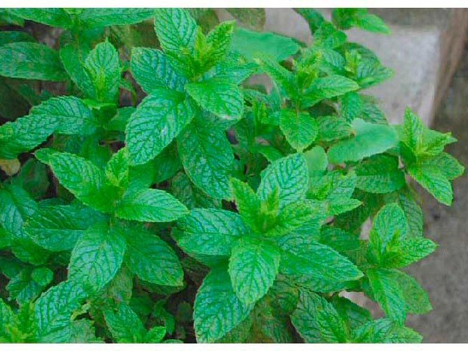 24551_menta