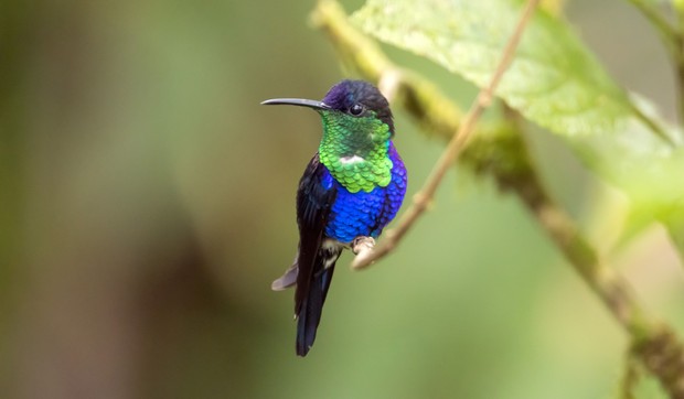 Kolibri