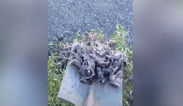 Miševi u Australiji