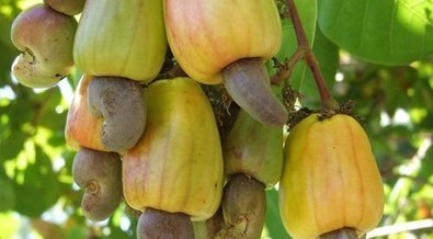 FG targets $500m revenue from cashew export in 2023 –NEPC