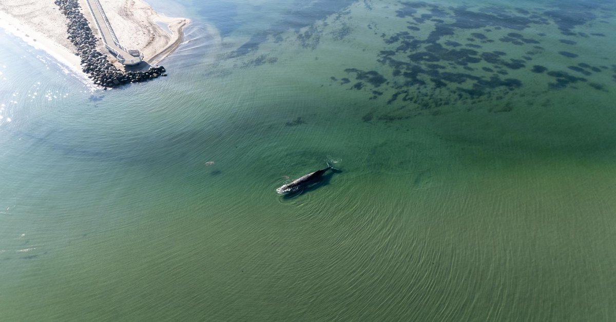 Rescue Operation for Stranded Humpback Whale Timmy in the Baltic Sea