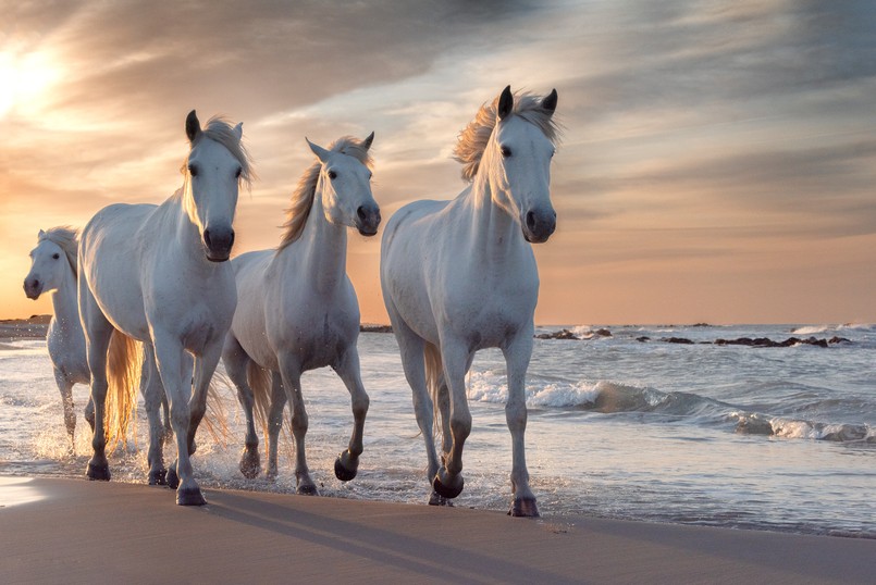 quiz biologia przyroda biologiczny przyrodniczy konie plaża Herd,Of,White,Horses,Running,Through,The,Water.,Image,Taken