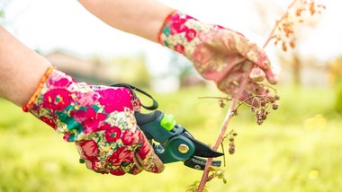 kiedy przycina się maliny? jak obcinać, aby obficie owocowały [poradnik]