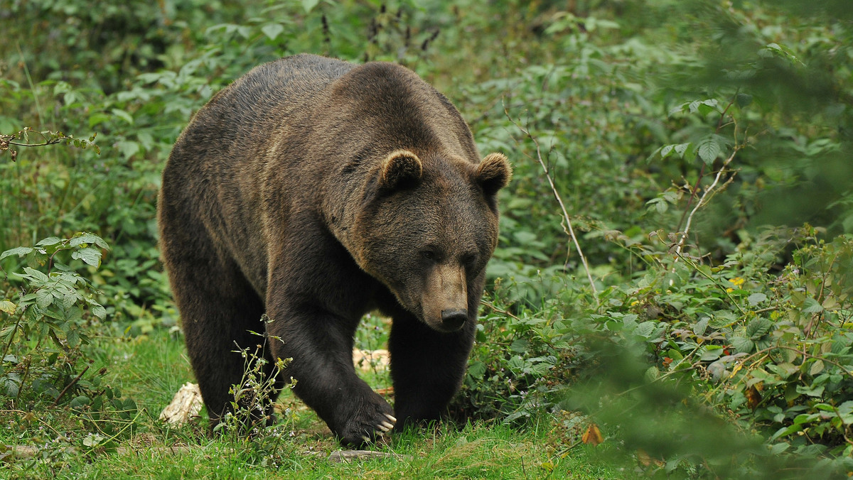 Tatry: niedźwiedzie przychodzą na zakopiańskie osiedla