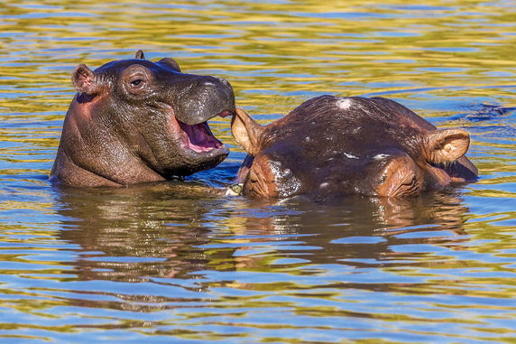 Manoj Shah "Laughing Hippo" (Śmiejący się hipopotam)