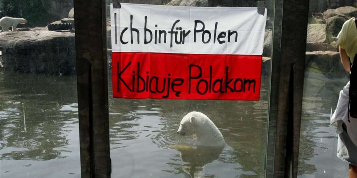 Knut kibicuje Polakom