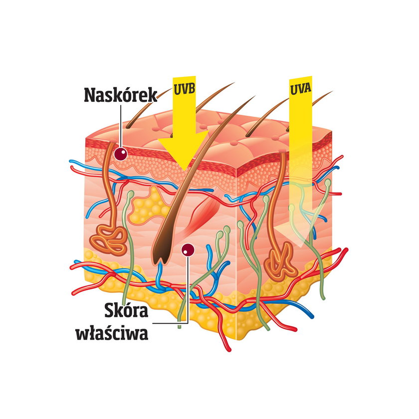Jak promienie działają na skórę? 
