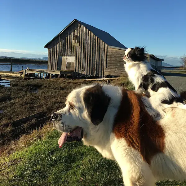 giant-saint-bernard-carries-tiny-dog-blizzard-lulu-david-mazzarella-21