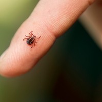 Halálos vírust is terjeszthet ez a kullancsfaj