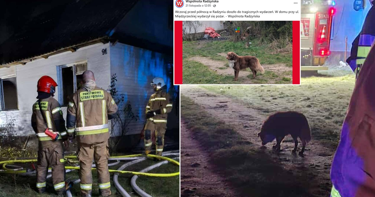 Mieszkańcy pomagają psu z tragicznego pożaru "On nie wie, że jego pan już nie wróci".