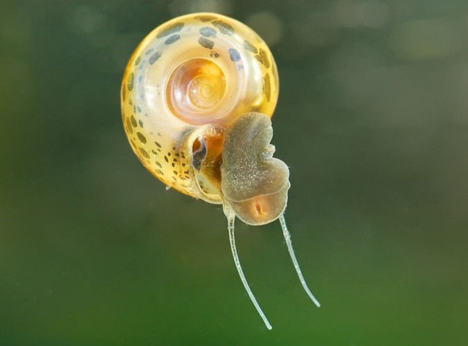 Schistosomatoza (bilharcjoza)