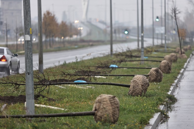 Ponad 200 lip zasadzono przy Al. Płażyńskiego. Specjalne poduszki (hydroboxy) magazynują wodę w nowo posadzonych drzewach