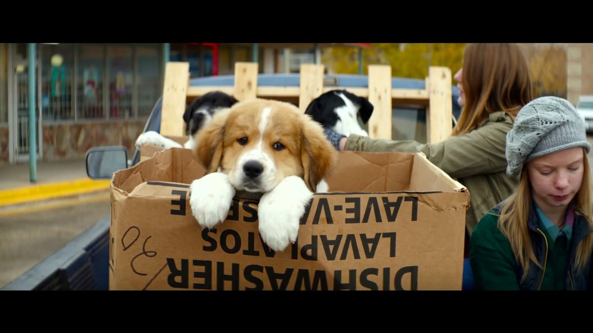 "Był sobie pies" - zobacz polski zwiastun rodzinnego filmu