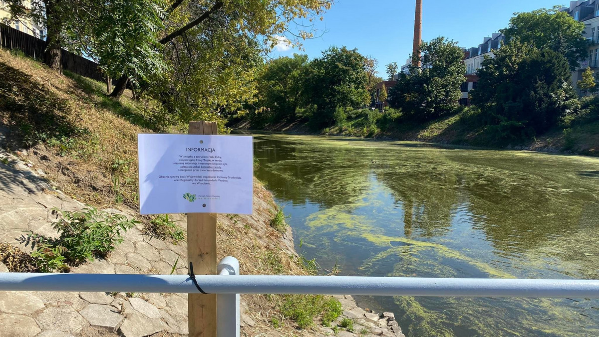 Śnięte ryby w fosie i parku we Wrocławiu. Wodę będą badać codziennie