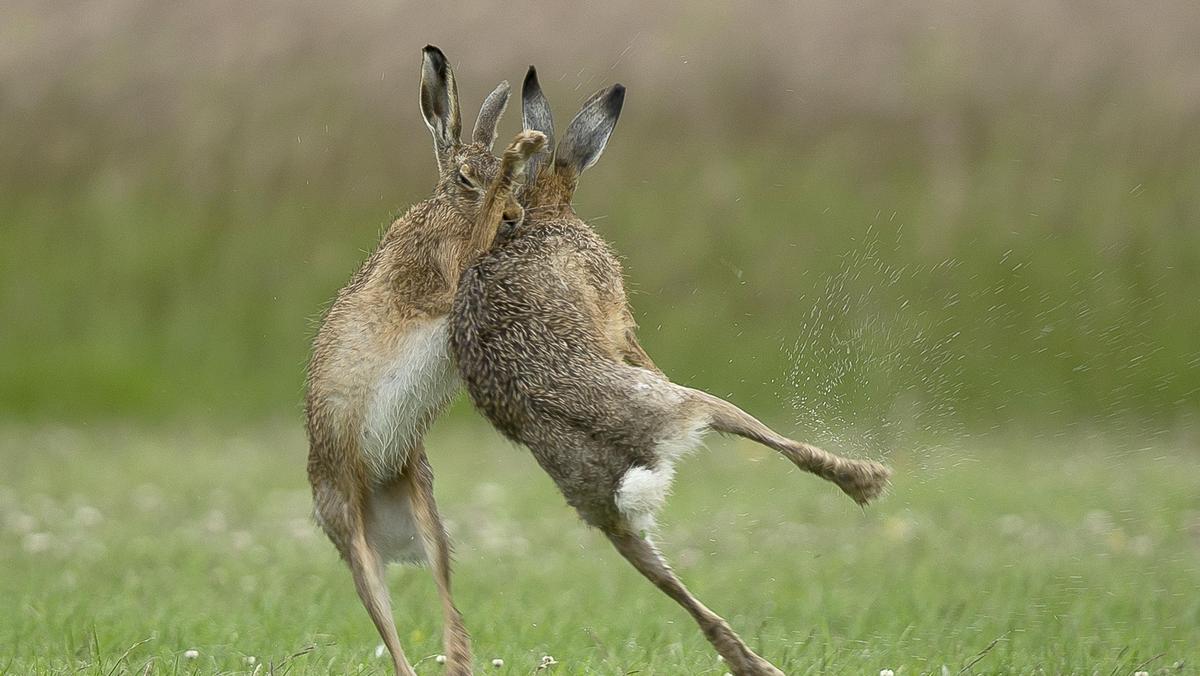 FIGHTING HARES / FIGHTING HARES /1596723
