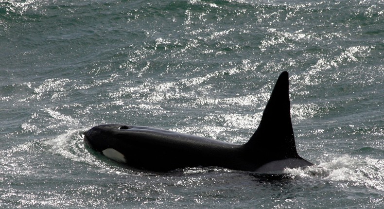 Thaua hunters sang to orcas as they hunted whales side-by-side for thousands of years.Enrique Marcarian/Reuters