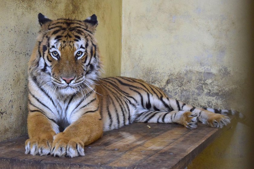 Pięć z siedmiu tygrysów opuści w sobotę poznańskie zoo