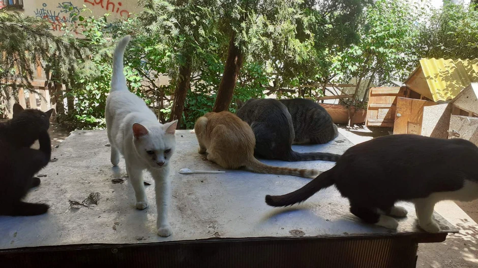 Stanovnici "oaze radosti" u Nišu